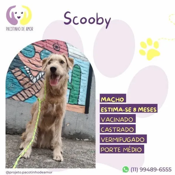 Cachorro ra a SRD-ViraLata idade 1 ano nome Scooby