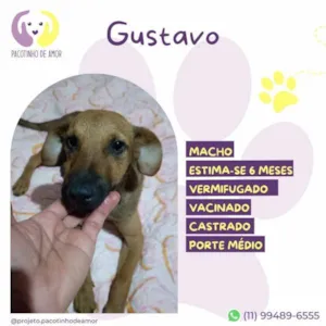 Cachorro raça SRD-ViraLata idade 1 ano nome Gustavo