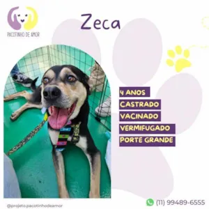 Cachorro raça SRD-ViraLata idade 1 ano nome Zeca