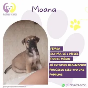 Cachorro raça SRD-ViraLata idade 2 a 6 meses nome Moana