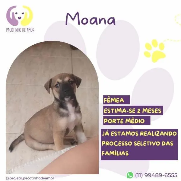 Cachorro ra a SRD-ViraLata idade 2 a 6 meses nome Moana