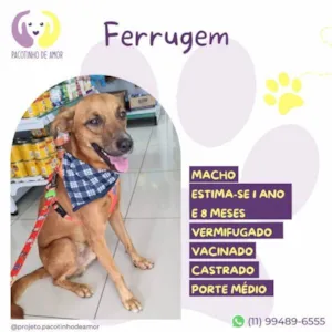 Cachorro raça SRD-ViraLata idade 1 ano nome Ferrugem