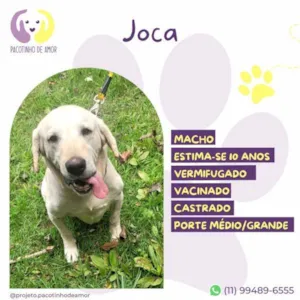 Cachorro raça SRD-ViraLata idade 1 ano nome Joca