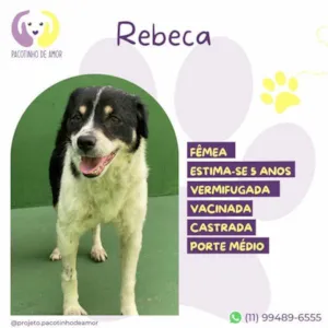 Cachorro raça SRD-ViraLata idade 1 ano nome Rebeca