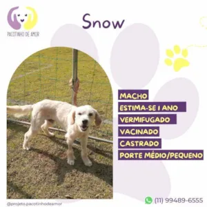 Cachorro raça SRD-ViraLata idade 1 ano nome Snow