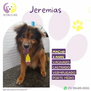 Cachorro raça SRD-ViraLata idade 1 ano nome Jeremias