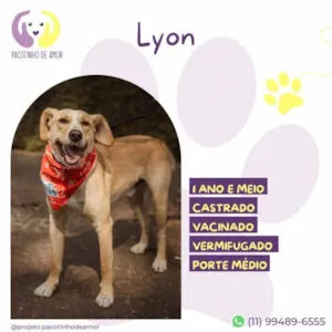 Cachorro raça SRD-ViraLata idade 2 a 6 meses nome Lyon