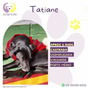 Cachorro raça SRD-ViraLata idade 1 ano nome Tatiane