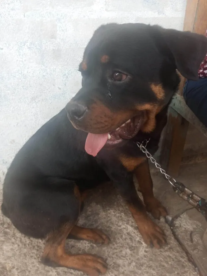 Cachorro ra a Rottweiler idade 7 a 11 meses nome Baruck