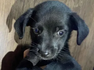 Cachorro raça SRD-ViraLata idade Abaixo de 2 meses nome Grazielly