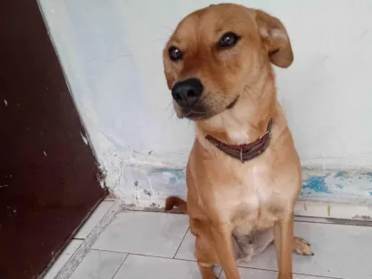 Cachorro raça SRD-ViraLata idade 7 a 11 meses nome Cadu 