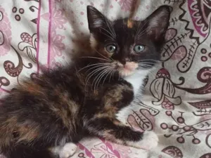 Gato raça SRD-ViraLata idade Abaixo de 2 meses nome  Tricolor peludinha adocao