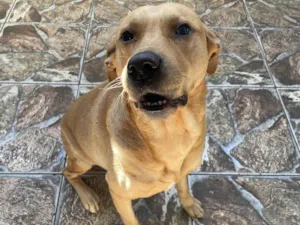 Cachorro raça SRD-ViraLata idade 5 anos nome Thor