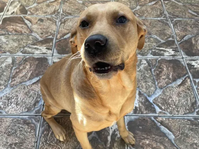 Cachorro ra a SRD-ViraLata idade 5 anos nome Thor