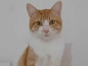 Gato raça Exótico idade 1 ano nome Garfield 