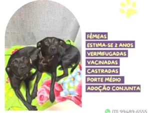 Cachorro raça SRD-ViraLata idade 1 ano nome Pepe e nenem