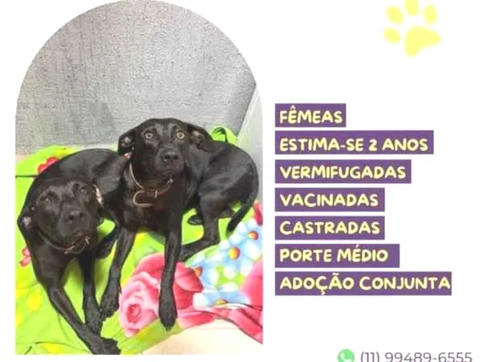 Cachorro ra a SRD-ViraLata idade 1 ano nome Pepe e nenem