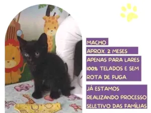 Gato raça SRD-ViraLata idade 2 a 6 meses nome Dicky