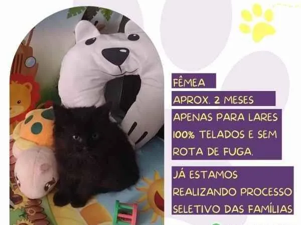 Gato ra a SRD-ViraLata idade 2 a 6 meses nome Beca