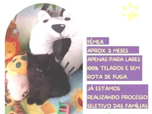 Gato raça SRD-ViraLata idade 2 a 6 meses nome Beca