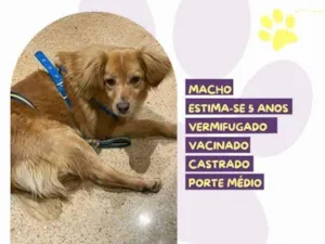 Cachorro raça SRD-ViraLata idade 1 ano nome Perninha