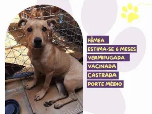 Cachorro raça SRD-ViraLata idade 1 ano nome Melissa