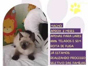 Gato raça SRD-ViraLata idade 2 a 6 meses nome Duck