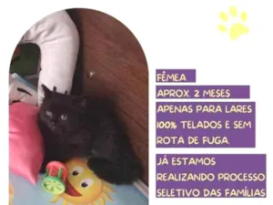 Gato raça SRD-ViraLata idade 2 a 6 meses nome Leka