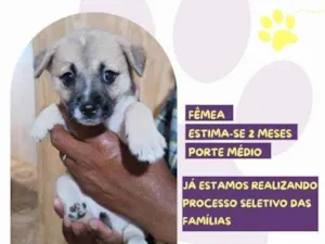 Cachorro raça SRD-ViraLata idade 2 a 6 meses nome Maria