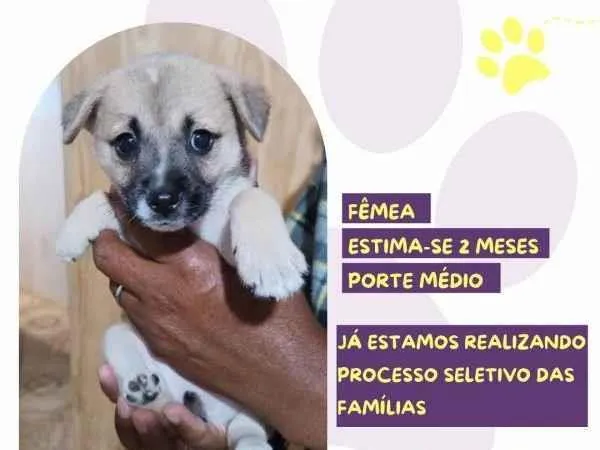 Cachorro ra a SRD-ViraLata idade 2 a 6 meses nome Maria