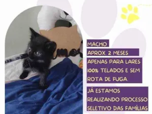 Gato raça SRD-ViraLata idade 2 a 6 meses nome Daryl