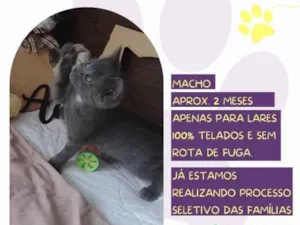 Gato raça SRD-ViraLata idade 2 a 6 meses nome Gandalf