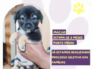 Cachorro raça SRD-ViraLata idade 2 a 6 meses nome Joao