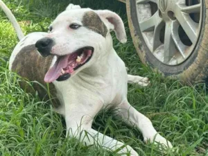 Cachorro raça Pit-Bull idade 2 anos nome Theo 