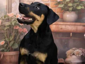 Cachorro raça SRD-ViraLata idade 1 ano nome Luke