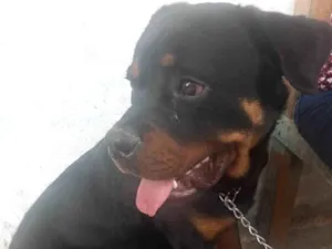 Cachorro raça Rottweiler idade 7 a 11 meses nome Baruck