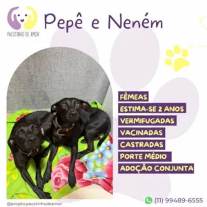 Cachorro raça SRD-ViraLata idade 1 ano nome Pepe e nenem