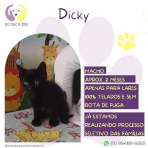 Gato raça SRD-ViraLata idade 2 a 6 meses nome Dicky