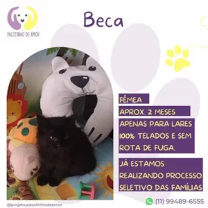 Gato raça SRD-ViraLata idade 2 a 6 meses nome Beca