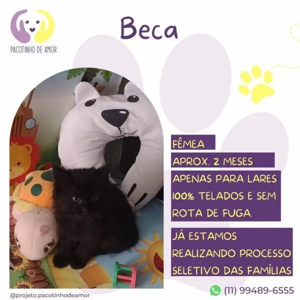 Gato ra a SRD-ViraLata idade 2 a 6 meses nome Beca