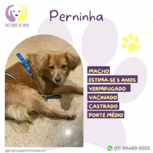 Cachorro raça SRD-ViraLata idade 1 ano nome Perninha