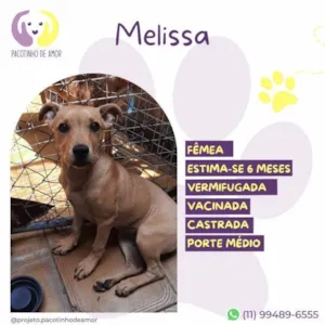 Cachorro raça SRD-ViraLata idade 1 ano nome Melissa