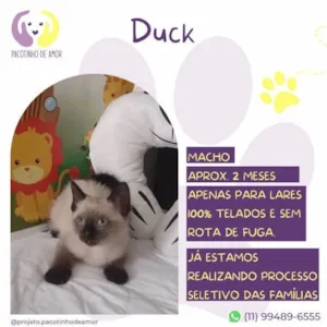 Gato raça SRD-ViraLata idade 2 a 6 meses nome Duck