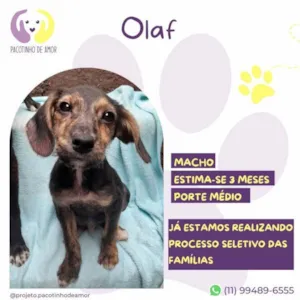 Cachorro raça SRD-ViraLata idade 2 a 6 meses nome Olaf