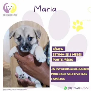 Cachorro raça SRD-ViraLata idade 2 a 6 meses nome Maria