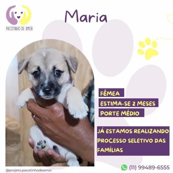 Cachorro ra a SRD-ViraLata idade 2 a 6 meses nome Maria