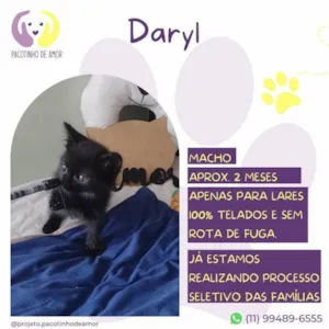 Gato raça SRD-ViraLata idade 2 a 6 meses nome Daryl