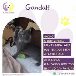 Gato raça SRD-ViraLata idade 2 a 6 meses nome Gandalf