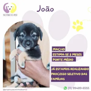 Cachorro raça SRD-ViraLata idade 2 a 6 meses nome Joao