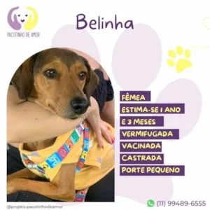 Cachorro raça SRD-ViraLata idade 1 ano nome Belinha